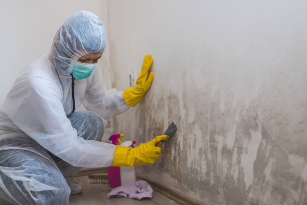 Best Mold Remediation for Specific Building Types in USA